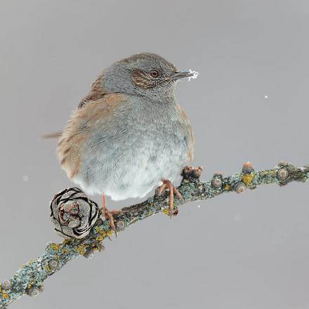 L'accenteur mouchet est adapté à la montagne. Il peut vivre en altitude pour profiter des forêts de pin.