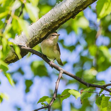 La fauvette des jardins est discrète et furtive.