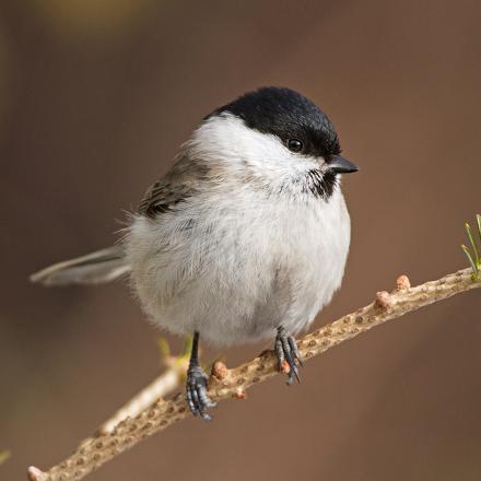 La mésange nonnette a une calotte noire jusqu’à la nuque.