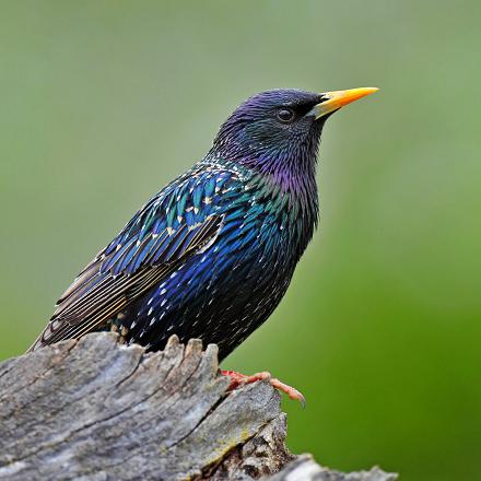 Son plumage nuptial est sombre avec des reflets métalliques vert et violet, sans pointes blanches.