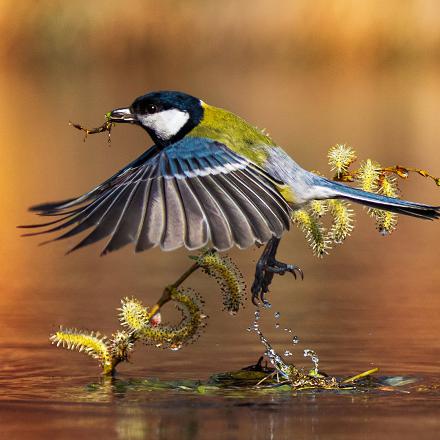 La mésange charbonnière s’observe facilement toute l’année au jardin, c’est l’une des espèces les plus courantes.