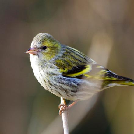 La femelle est d'un vert plus grisâtre, son ventre est moins jaune et plus rayé et elle n'a pas de calotte noire.