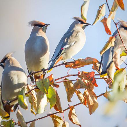 Des trilles aigus grésillants, comme des petites clochettes.