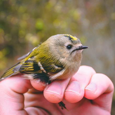 Le roitelet huppé est le plus petit des oiseaux d'Europe, bien plus petit qu'une mésange bleue.