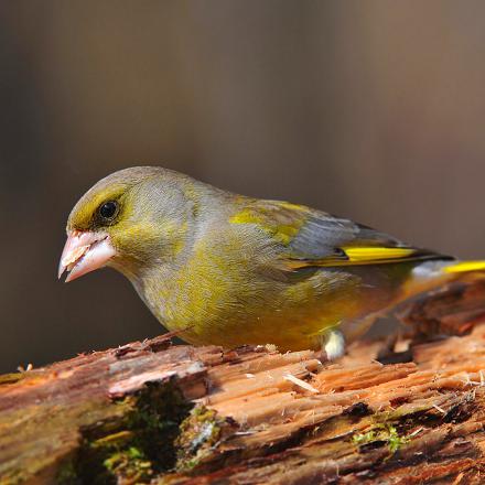Son plumage est jaune et vert-olive avec un jaune plus vif sur l'aile (bande alaire jaune) et sur sa queue fourchue.