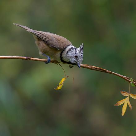 On peut la voir dans les forêts de feuillus et les parcs et jardins dès qu’un conifère n’est pas loin.