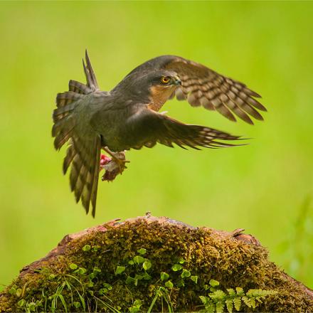 Le mâle, plus petit, se nourrit d'oiseaux pas plus grands qu'une grive : mésanges, moineaux, bruants, linottes, chardonnerets, grives...