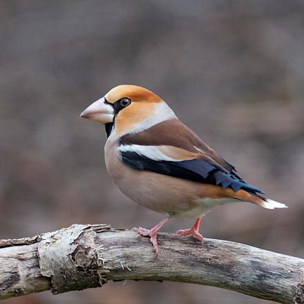 On reconnaît rapidement le grosbec casse-noyaux à sa silhouette :  une tête et un cou larges et un gros bec épais et puissant.