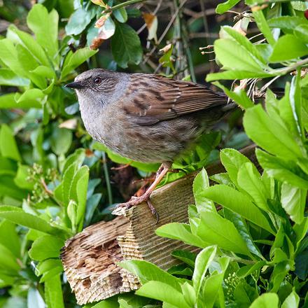 En hiver, cet oiseau discret sort parfois des buissons pour s'approcher des mangeoires.