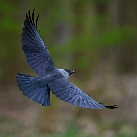 Son vol est acrobatique avec des battements d'ailes plus rapides que la corneille et le corbeau.