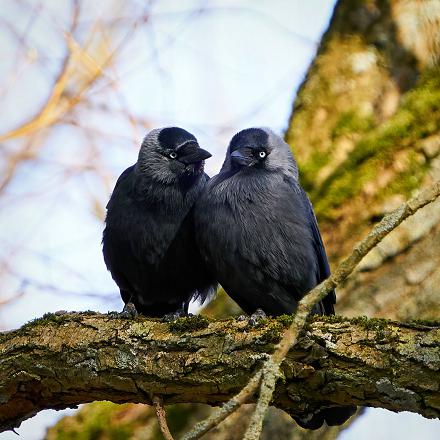 Le choucas des tours est très sociable. Il vit en couple ou en groupe.