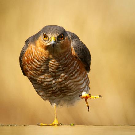 Sa prédation régule les espèces répandues : le moineau, la mésange charbonnière, le verdier et le merle.