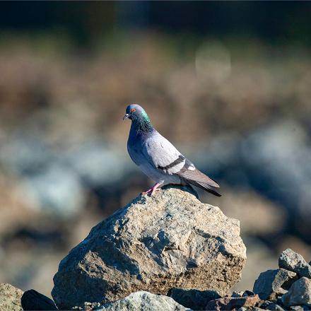 Son ancêtre, le pigeon biset vit exclusivement dans les falaises littorales et en montagne.