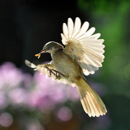 Même s'il est difficile à percevoir avec sa couleur grise, on le remarque à ses mouvements d'ailes agités pour capturer ses proies.