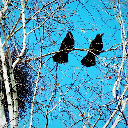 Le corbeau freux est monogame : quand un couple se forme, ils resteront ensemble toute la vie.