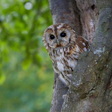 La chouette hulotte est un rapace nocturne qui chasse à l'affût.