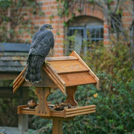 Au jardin, les mangeoires pour petits oiseaux est son terrain de chasse préféré.