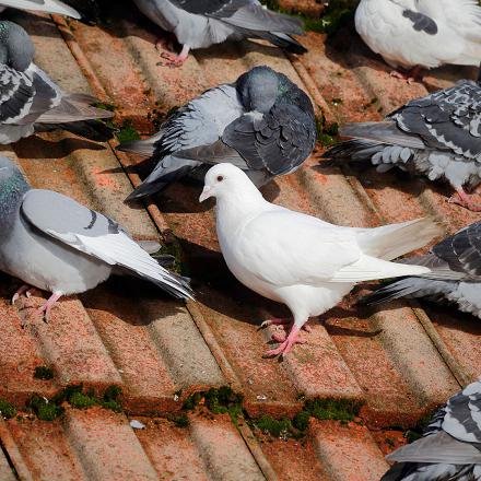 Toutes ces différences sont le résultat de divers croisements depuis son ancêtre, le pigeon biset.