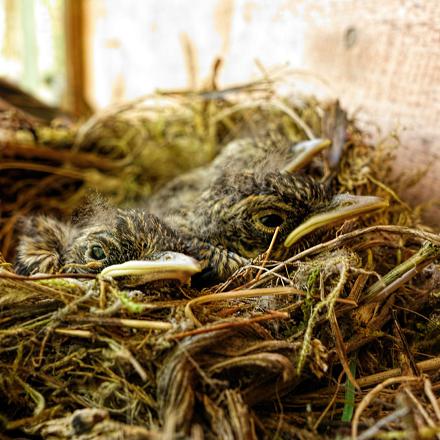 Son nid est une coupe de brindilles, de mousse dans les cavités et les nichoirs ouverts.