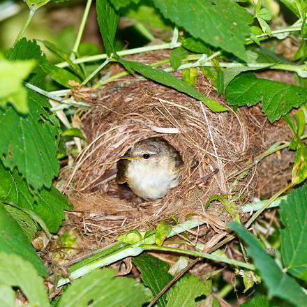 Il construit son nid près du sol dans des buissons épais.