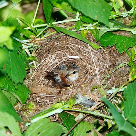 Son nid est une boule d'herbe et de feuilles.