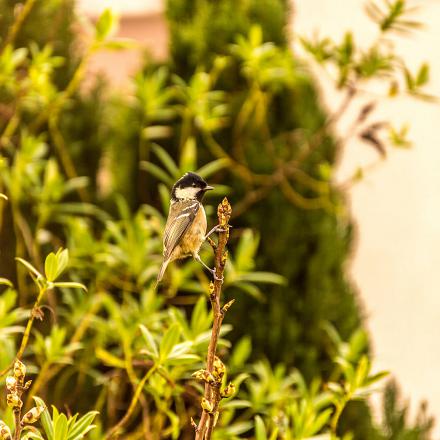 Généralement, on l’entend avant de pouvoir l’apercevoir, puisqu’elle est souvent en haut des branches.