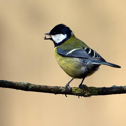 Quand la charbonnière pique une graine pour la manger tranquillement dans des branchages : elle coince la graine entre ses doigts, la martèle avec son bec court et puissant. 