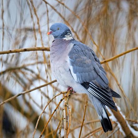 Le pigeon ramier a besoin à la fois d'un milieu arboré pour sa reproduction, et d'un milieu dégagé pour se nourrir au sol.