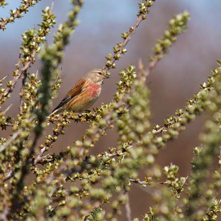 L'été, elle se nourrit aussi d’insectes, de petits escargots, mais aussi de fruits et de bourgeons.