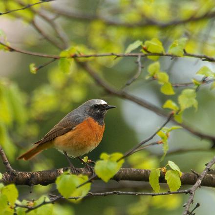 Le rouge-queue à front blanc vit dans les forêts claires, les vergers et les grands jardins naturels.