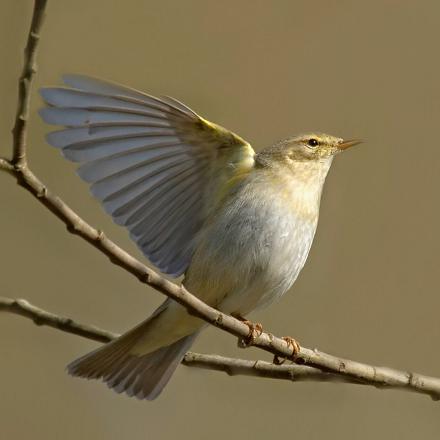 C'est un migrateur de longue distance.