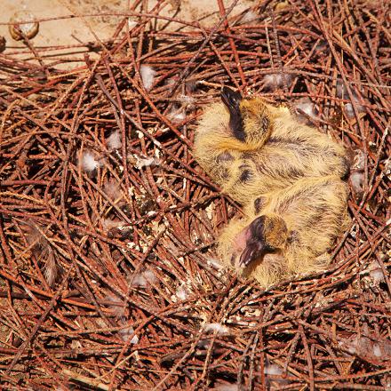 La période de reproduction du pigeon domestique s'étend de mars à septembre, parfois toute l'année.