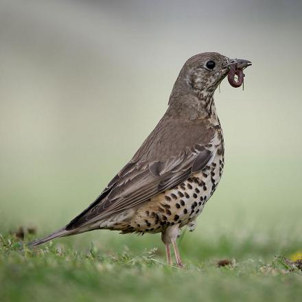 En été, on peut la voir dans les jardins pour trouver des vers et insectes...