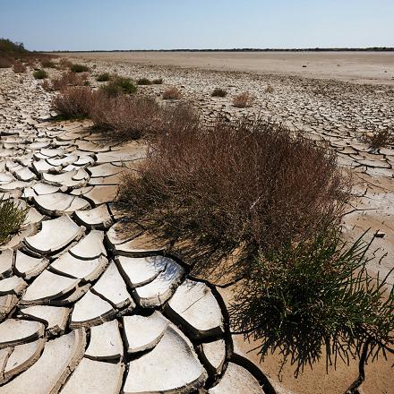 Les sécheresses et la désertification grandissante provoquent une mortalité très élevée des oiseaux lors des migrations, dont pourrait être victime le gobe-mouche gris. 