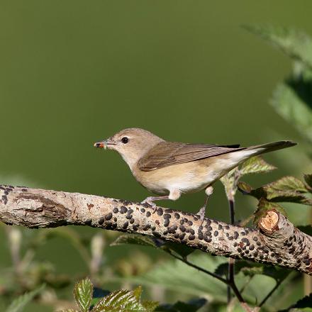 La fauvette des jardins est insectivore.