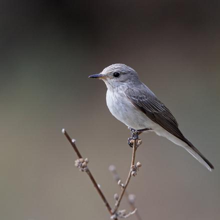 Le gobe-mouche gris a un plumage plein de nuances de gris.