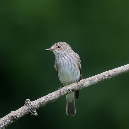 Sa poitrine et ses flancs sont gris clairs avec des rayures peu marquées.