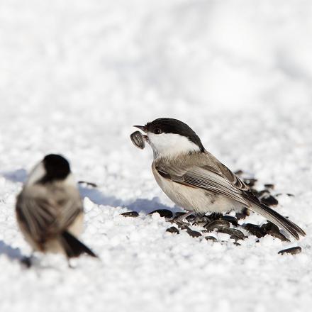 Elle se déplace souvent en couple et se joint rarement aux autres oiseaux.