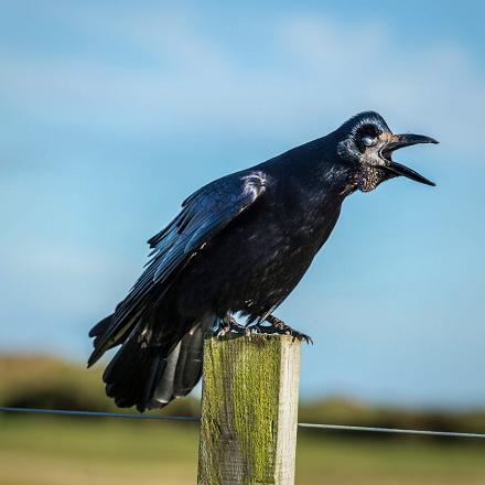 Les croassements du corbeau freux sont proches de ceux de la corneille. Ils sont un peu plus nasillards, 