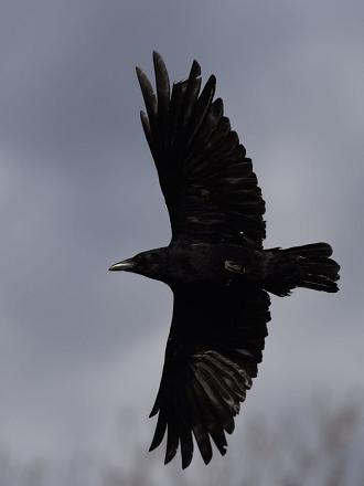 En vol, sa queue est plus carrée que celle du corbeau freux et ses ailes sont plus courtes.