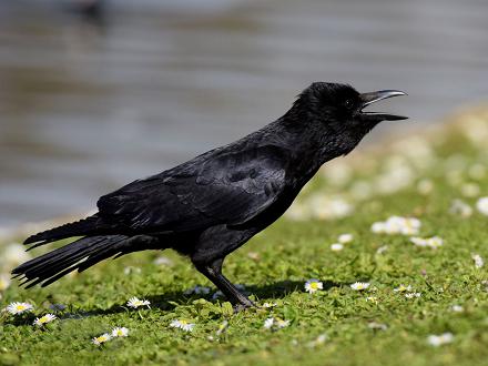 Elle hérisse alors ses plumes et croasse en penchant l'avant du corps.