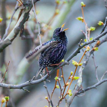 Son chant est complexe avec des sons métalliques, sifflés, stridents, flûtés et beaucoup d'imitations d'autres oiseaux ou de son environnement.