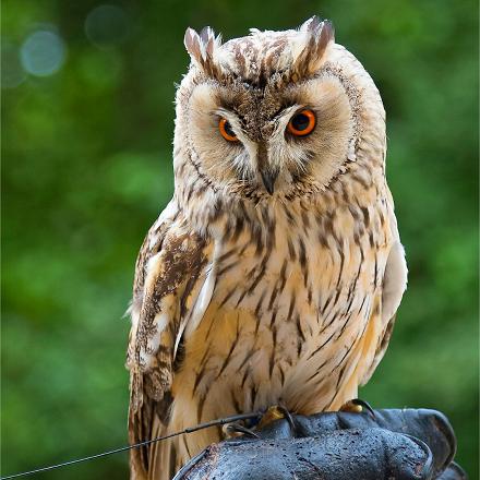 Le hibou moyen-duc est un rapace nocturne de la taille d'une corneille.