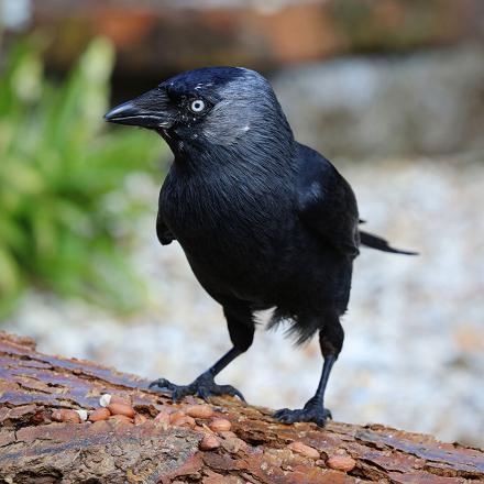 Il se nourrit  de fruits, de graines, de céréales...