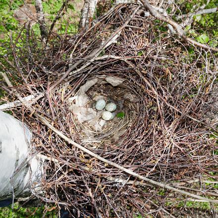 Son nid est un amas de branchettes contenant une coupe consolidée par de la boue. Les nids sont souvent réoccupés et retapés d'une année à l'autre.