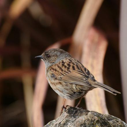 On peut le confondre avec le moineau domestique, mais il est plus mince et son bec est plus fin.