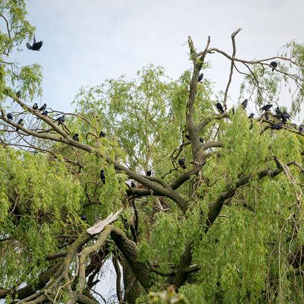 On le retrouve souvent en compagnie d'autres corvidés.