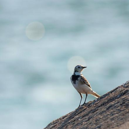 Elle passe l'hiver autour de la Méditerranée et revient dès le mois de mars.