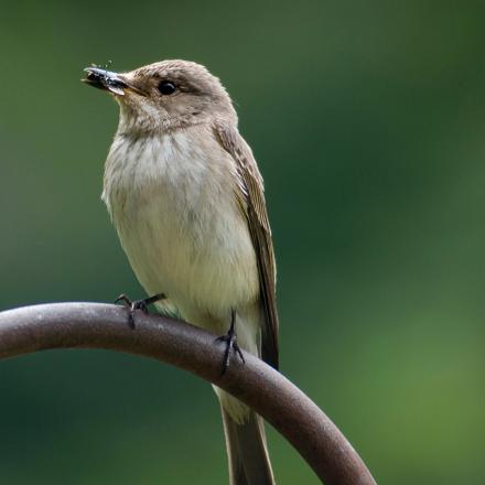 Il avale les proies entières sauf les guêpes et abeilles dont il enlève le dard en les tapant sur une surface dure.