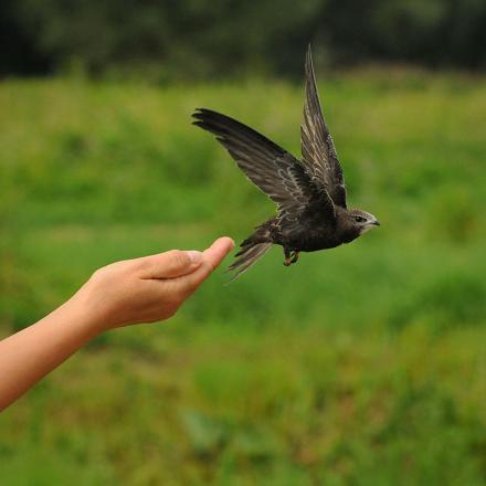 Le martinet noir est de la taille d'une hirondelle de cheminée.